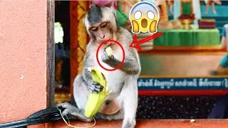 Cute monkey will love to play with humans #01| Monkey Video
