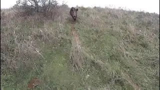 Mükemmel bir domuz avı Aksiyon ve domuz saldırısı wild boar hunting in Türkiye