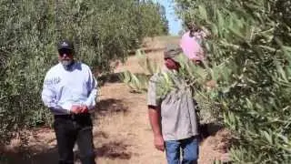San Benito Olive Festival Artisan Stories: Brigantino Olive Oil