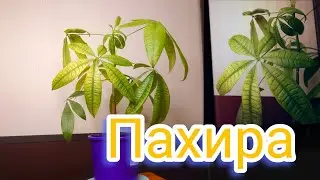 Пахира. Грунт. Полив. Уход. (в описании подробности об уходе и др)