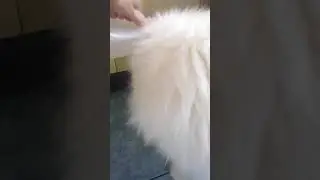 кот Кузя и миска с водой