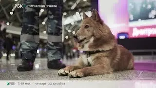 Бизнес-новость. Аэрофлот представил новую породную группу служебных собак 