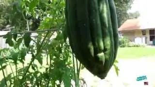 Owen's Garden Tour - June 15, 2013