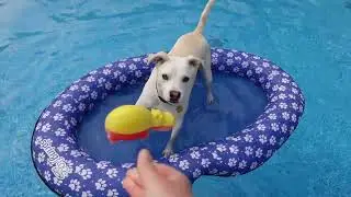 My Dogs Love Having A Friend Over To Swim In The Pool!