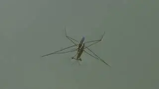 소금쟁이