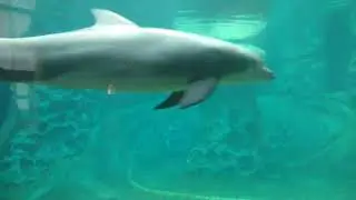 A Day At The Aquarium|| Georgia Aquarium