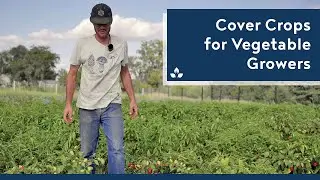 Cover Crops for Vegetable Growers - Practical Cover Croppers