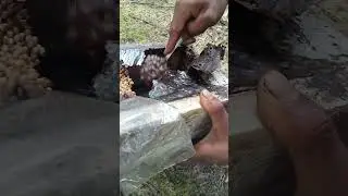 Proses Panen Madu Lebah Klanceng.