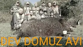 DOMUZ AVI