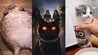 🤣 Bruschimichis | Videos de Gatos que Captan Tu Atención