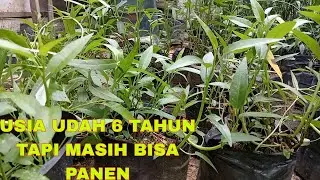 PANEN KANGKUNG UNTUK KESEKIAN KALINYA | KEBUN