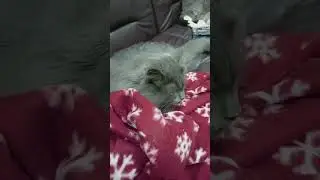 ночные игры #cat #dog #юлияветеринар #24часа