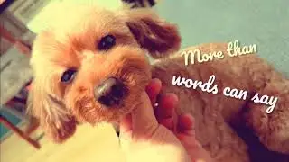 More Than Words Can Say | Diatonic Harmonica Cover