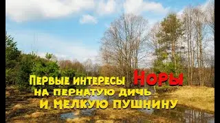 Охота с лайкой. Первые позывы на дичь, зверёк. 4 месяца Норе.
