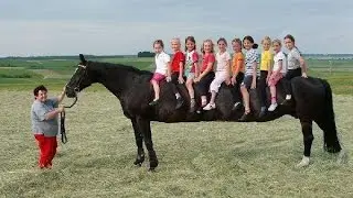 WORLD'S LONGEST HORSE FOUND ON EARTH