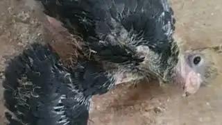 #Pigeon