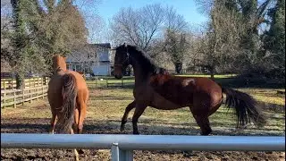 Charlie reunited with his friend!