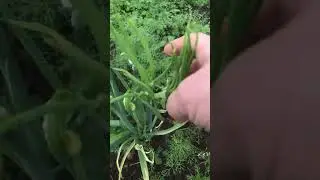 Чудо природы