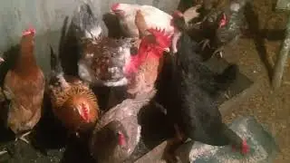 вечернее кормление кур, посадили лук на зелень.