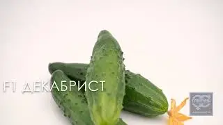 Огурец Декабрист от Гавриш Профессиональные семена