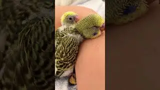 Пилота дня