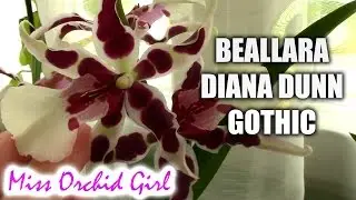 Aliceara (Beallara) Diana Dunn 'Gothic' - an orchid in disguise