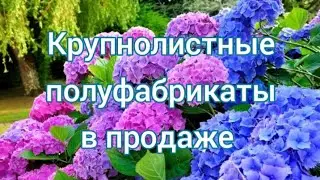 Крупнолистные гортензии полуфабрикаты в продаже 
