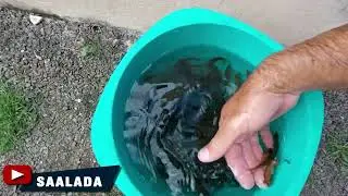 ATUALIZANDO AS BOCUDAS DO TANQUE 5 canal saalada