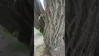 Казань парк Лето