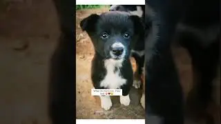 Dogs ❣️🥺 