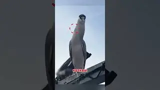6 Incredible Animal Moments You Won't Believe 🐋🐒🦑