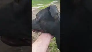 Рон жив. Black Mamba's Amon