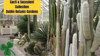 Cacti & Succulent Collection at Dublin Botanic Gardens | Cactus Collection Tour #cactus #cacti