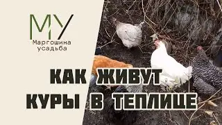 Как живут куры в теплице. Быстрый обзор участка