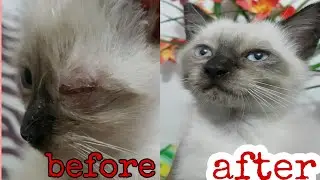 Treating a Cat or Kitten Eye infection at home