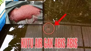 KUTU AIR MUNCUL TERUS DI PANEN GAK ABIS ABIS