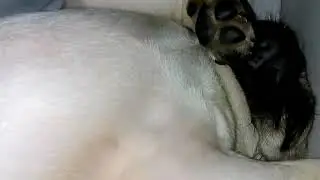 Pug mops  horlama ( binnaz yorulmuş  yada sıradan bir gün;)...)