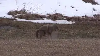 40 daytime coyote killshots!!!
