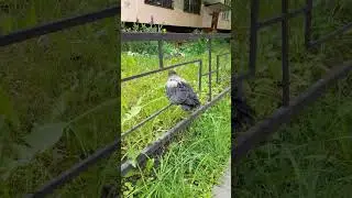Воронёнок учится летать