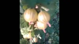 Gooseberries -  Green, Yellow-White, Red