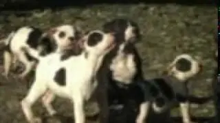 American Bully 100% Filhotes since 80