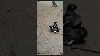 Terrifying Shalik Birds Fight Revealed!