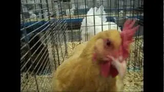 Cute Duck and Angry Chicken