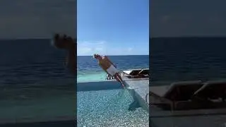 Тренды на Maldives упс  #A4 #владбумага #shorts Влад Бумага А4, А4 #Shorts #ВладА4 #ВладБумага