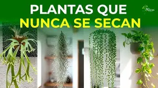 These 10 Hanging Plants SURVIVE on Very LITTLE WATER. Forget about Watering All the Time!