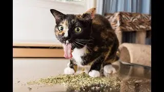 New Funny Animals 😂 Funniest Cats and Dogs Videos 😺🐶
