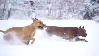 Квадрик