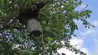 Посадка роя сразу в улей
