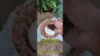 Kokedama na madeira com orquidea #plantas #plante #jardim #orquideas #suculentas #orquidario