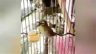 Masteran burung PLECI (burung kaca mata), ngerol & nembak